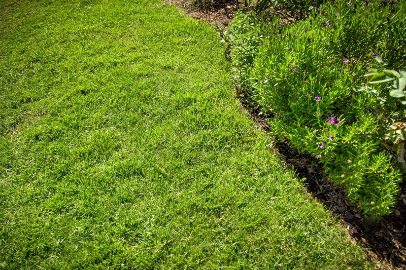 Why St. Augustinegrass Raises the Stakes