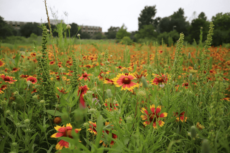 Annual Does Not Mean You Must Replant