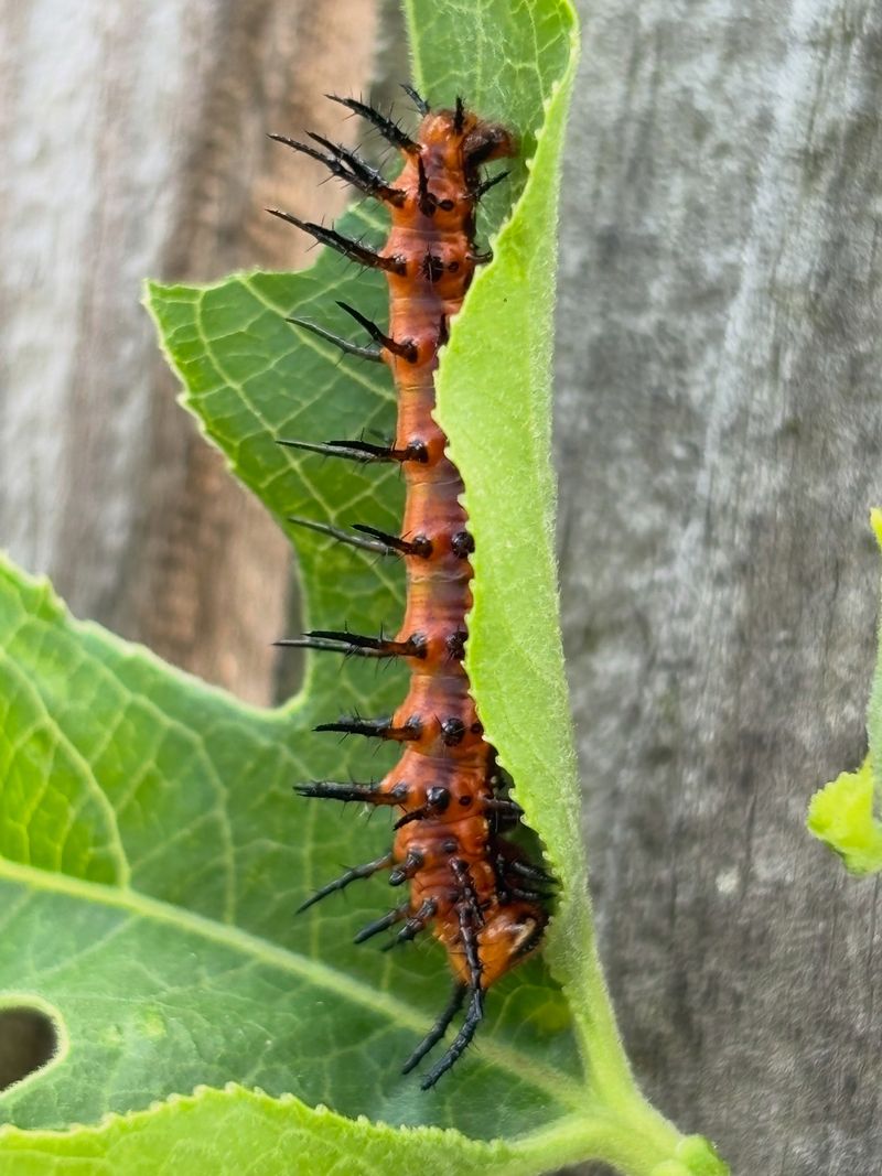 The Butterfly Benefit Starts With Caterpillars