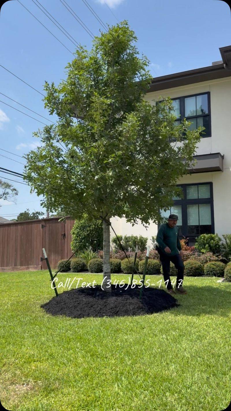 A Young Tree Cannot Promise Next-Summer Shade