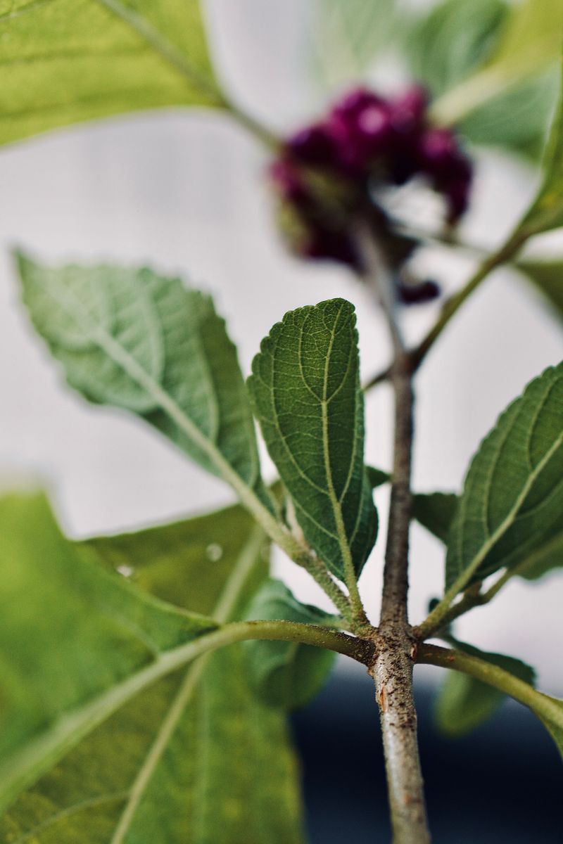 What Beautyberry Leaf Compounds Have Shown