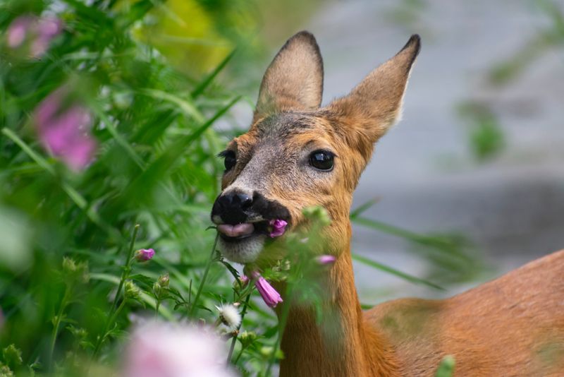 Deer Usually Skip Its Aromatic Foliage