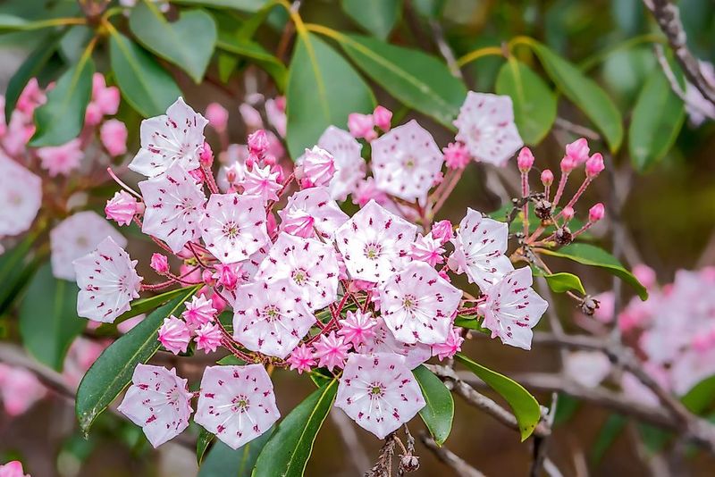 The State Flower Designation Is Not a Ban
