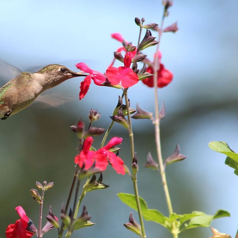 Why Hummingbirds Notice Its Flowers
