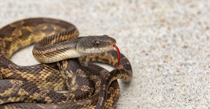 What The 190-Mice Claim Really Shows