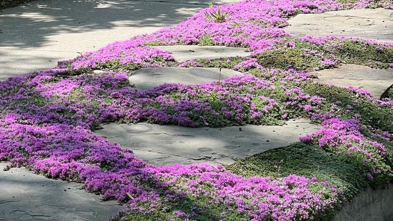 How A Living Carpet Suppresses Weeds
