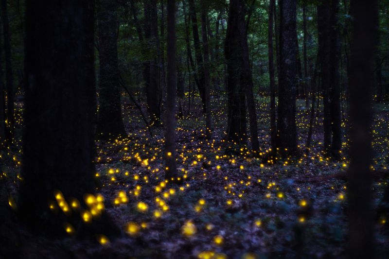 Build The Ground Fireflies Actually Use