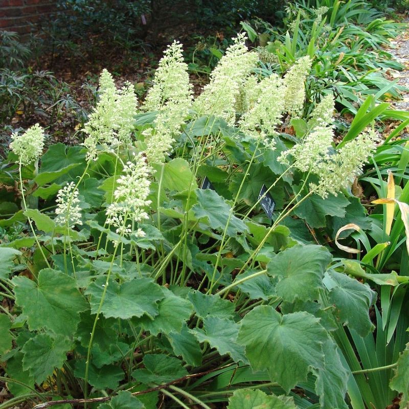 Its Possible Bloom Window Can Outlast Many Hostas