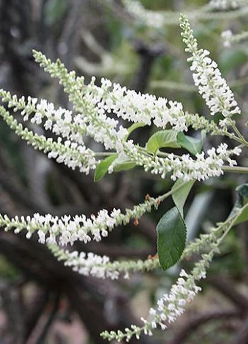 The Fragrance Arrives With The Flowers