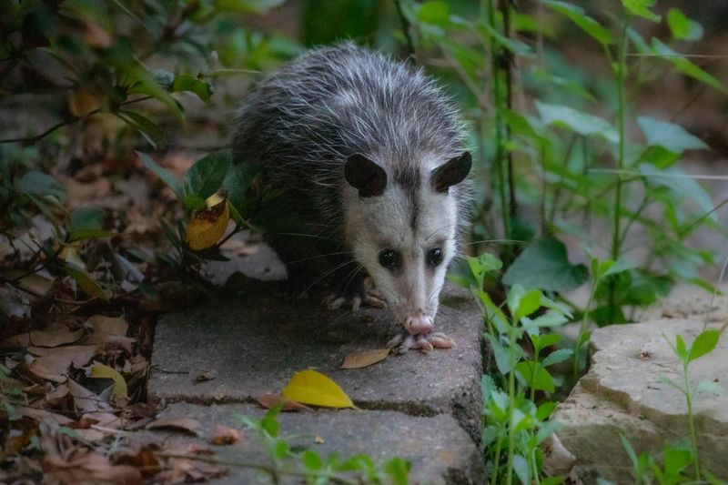 What An Opossum May Eat In Your Yard