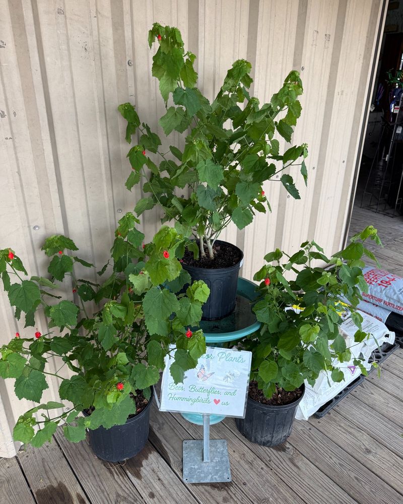 Heat Tolerance Does Not Prevent Wilting