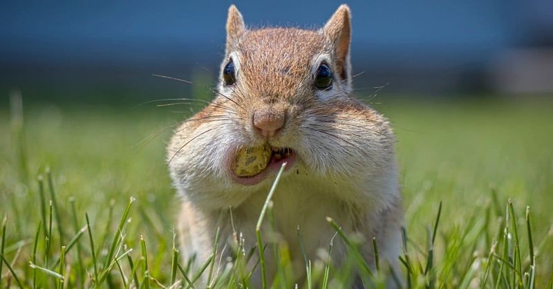 Those Cheeks Can Carry Several Dozen