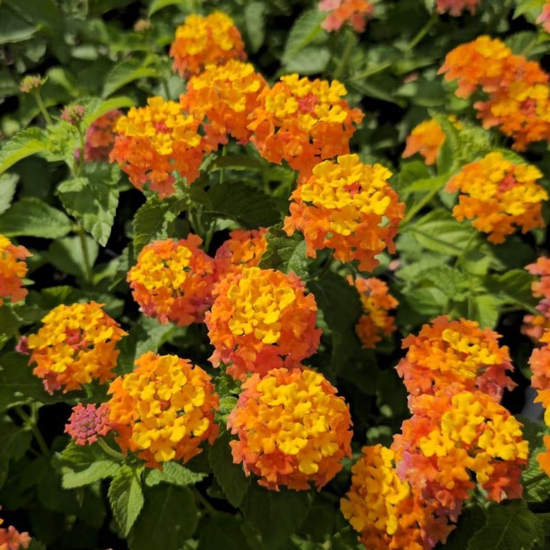 Months of Flowers, Not an Unbeatable Record
