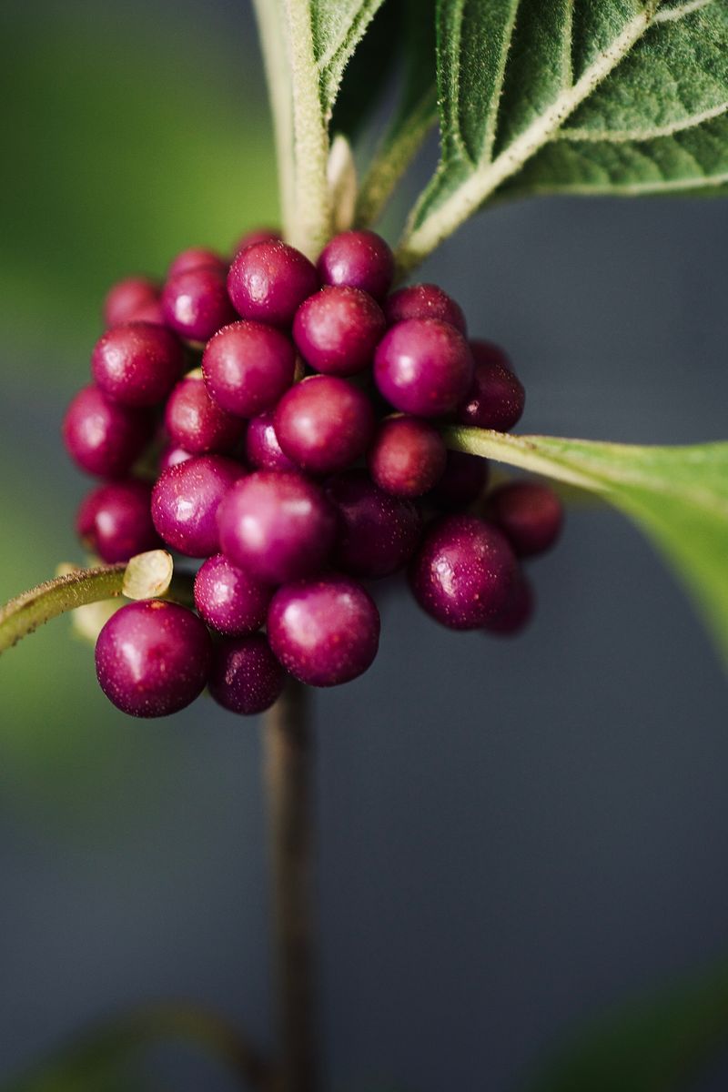 What the Beautyberry Study Actually Tested