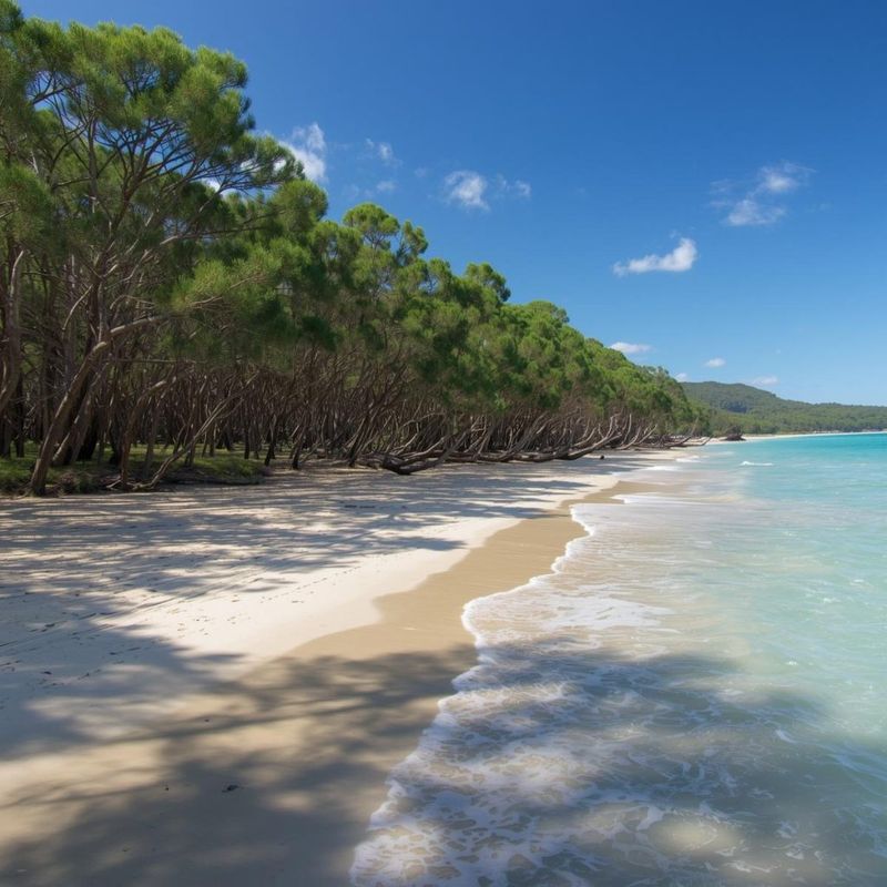 Australian Pine Is No Friend To Florida's Coasts