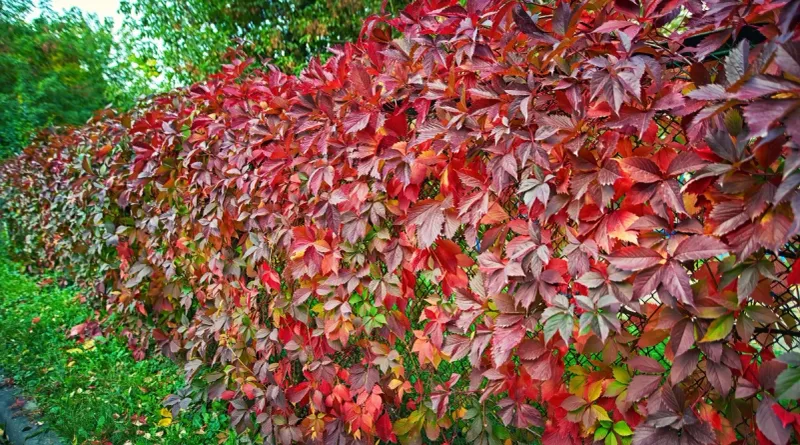 Virginia Creeper Provides Quick, Drought-Tolerant Green