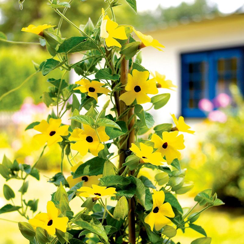 Black-Eyed Susan Vine Is Sunshine You Can Undo