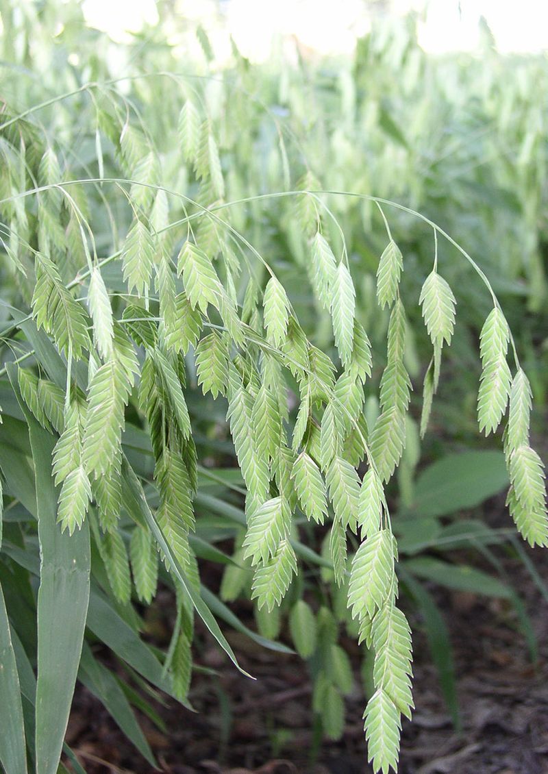 Inland Sea Oats Add Movement And Texture