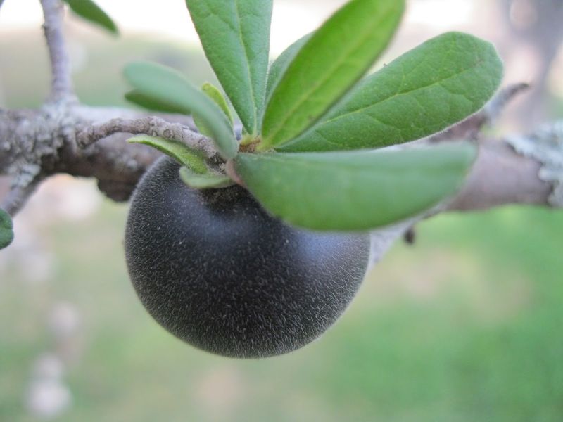 Texas Persimmon Offers Unique Bark And Small Sweet Berries