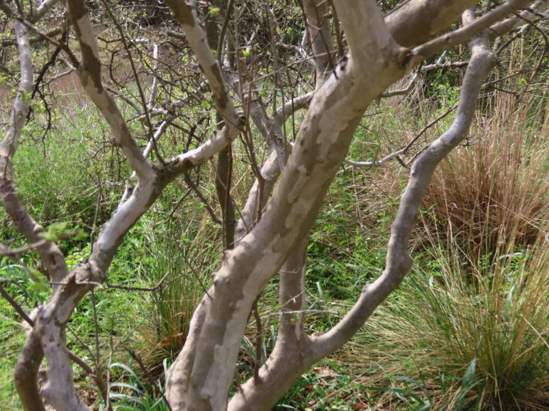 Texas Persimmon Offers Distinctive Bark And Drought Resilience