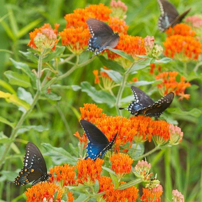 Choose Native Plants And Avoid Hidden Pesticides