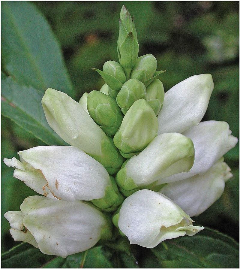 Turtlehead Thrives Where Others Sulk (Chelone glabra)