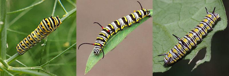 Stripes Alone Cannot Settle the Case