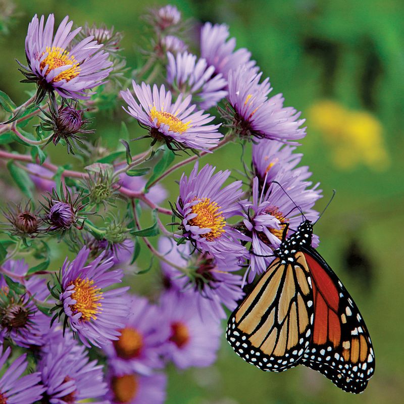 New England Aster Sustains Fall Beauty