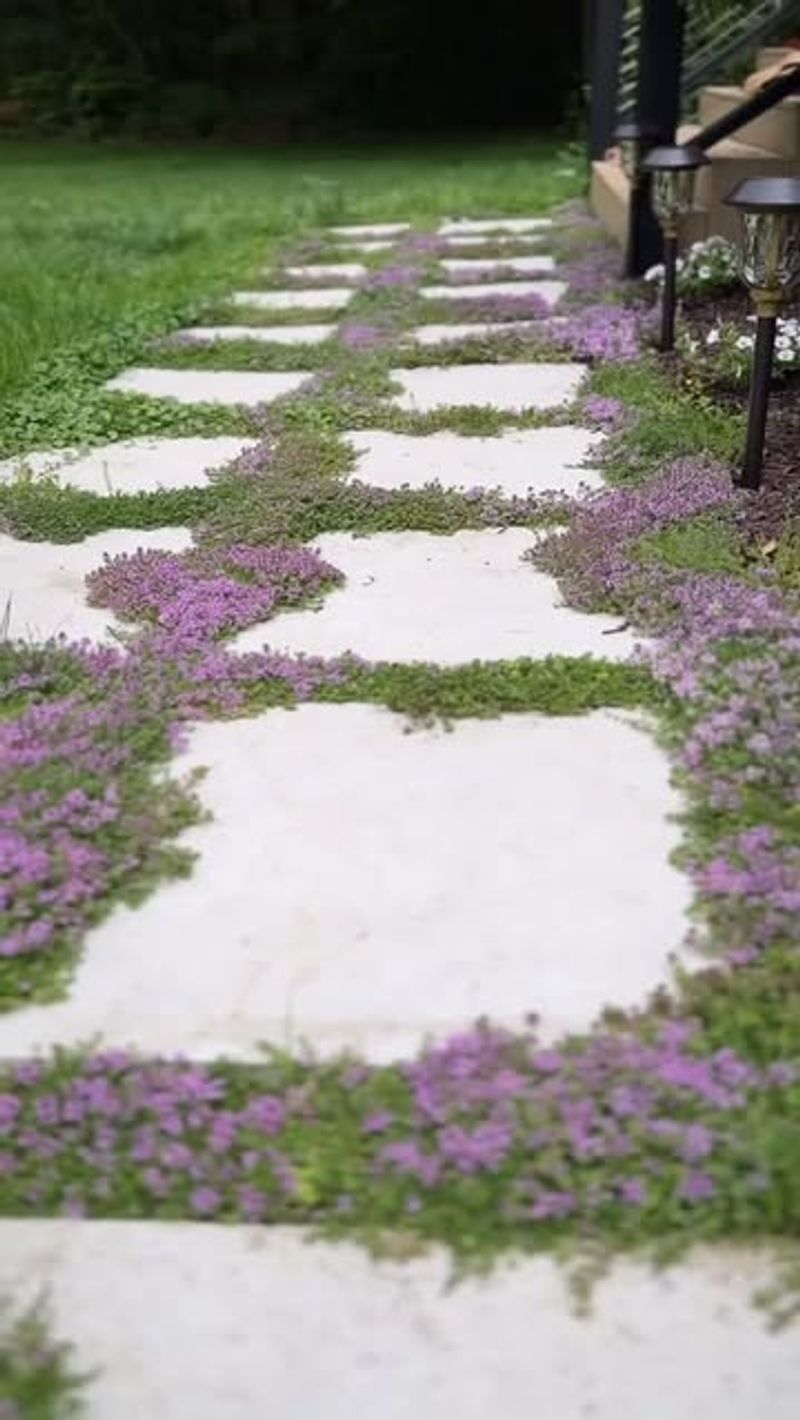 Thyme