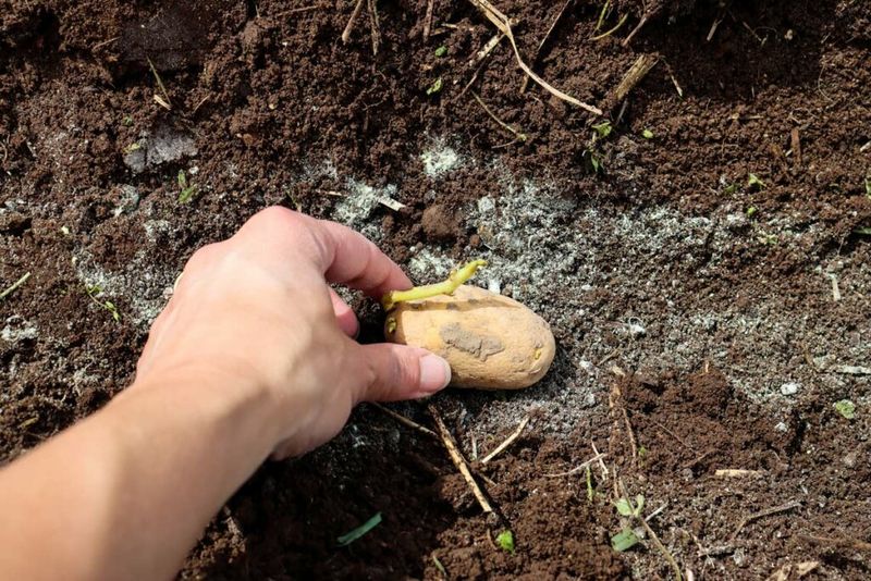 Seed and Soil Set the Ceiling