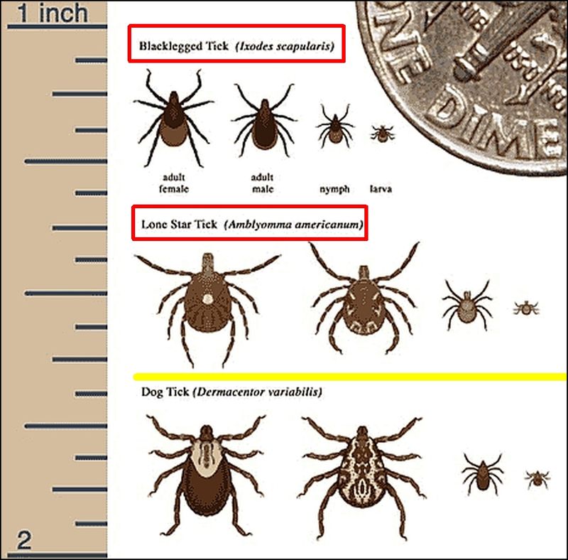 Different Pennsylvania Ticks Carry Different Risks