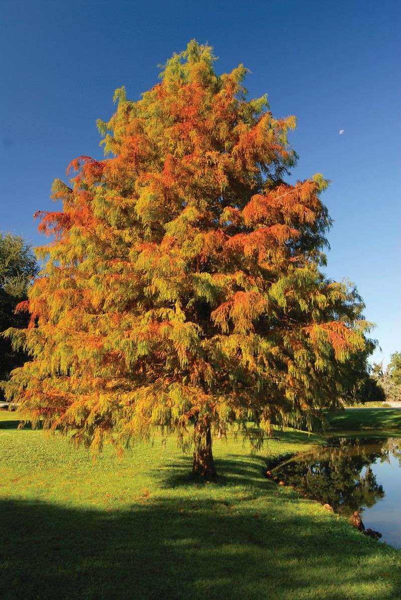 Bald Cypress For Wet Or Dry Spots