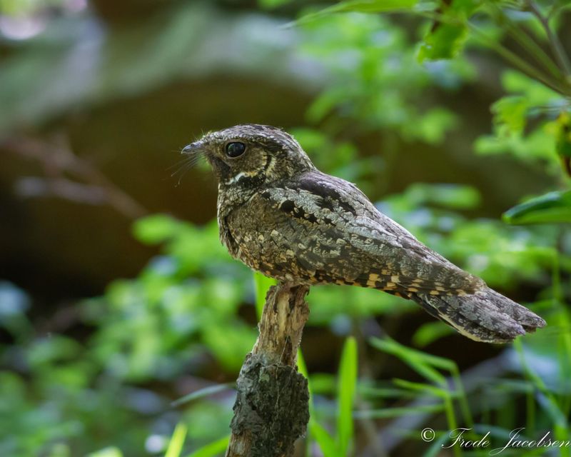 The Sound May Come From A Larger Habitat Mosaic
