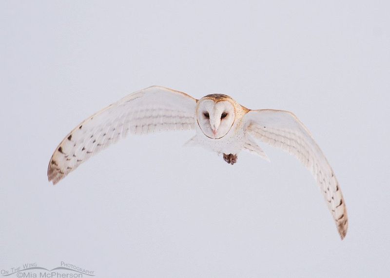 A Barn Owl May Be Part of the Answer