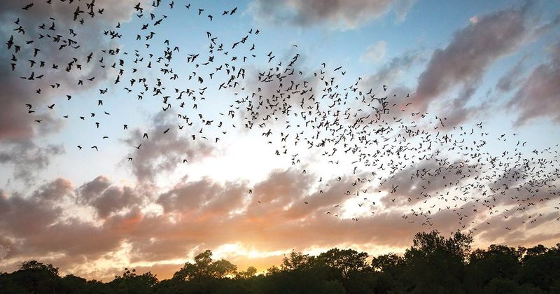 Can Bats Help With Texas Backyard Mosquitoes?