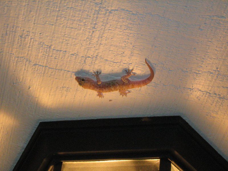 Geckos May Eat Roaches, But They Do Not Replace Pest Control
