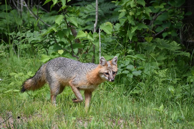 A Gray Fox May Eat Some Of Your Rodents