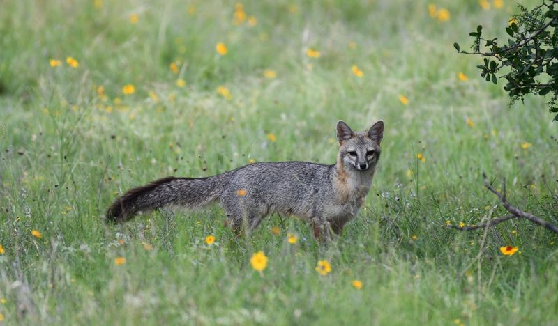 A Gray Fox May Be Patrolling the Property