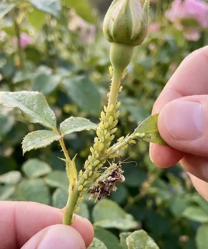 Aphids Target Tender Garden Growth