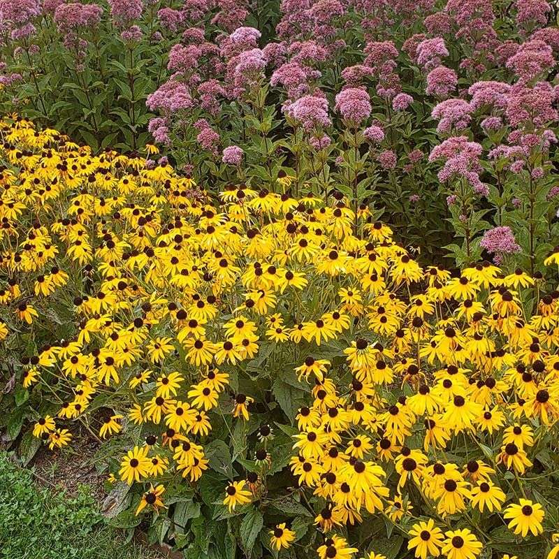 Planting A Predator Paradise