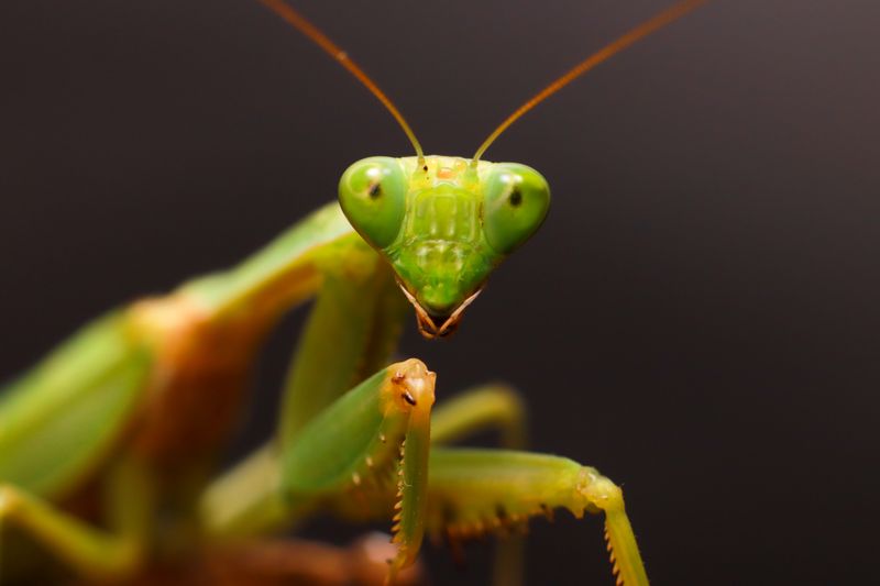 Mantises Really Do Eat Spotted Lanternflies