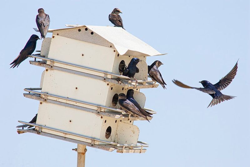 What Purple Martins Can—and Cannot—Do For A North Carolina Porch