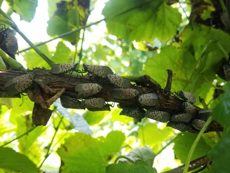 Heavy Feeding Can Harm Grapevines Without Ruining Every Harvest