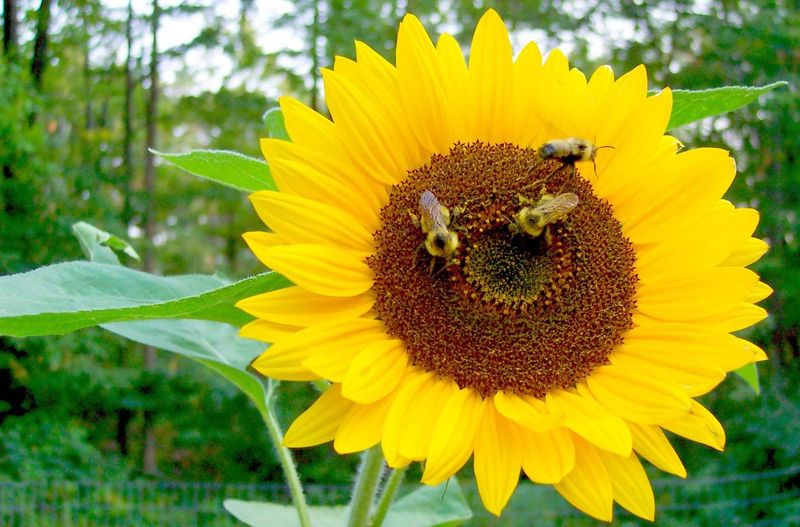 The Fivefold Pollinator Claim Has Limits
