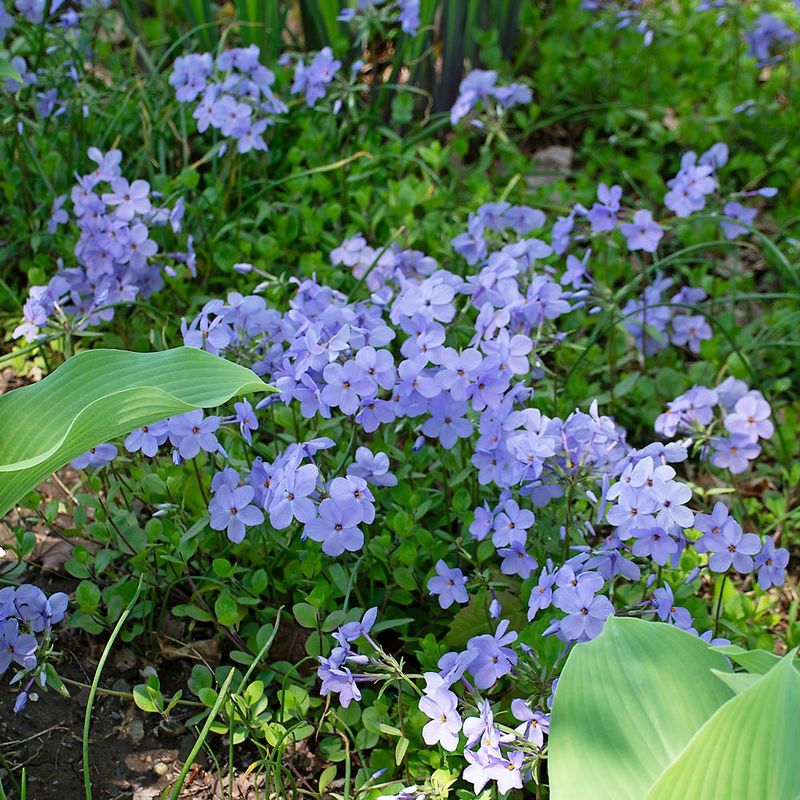 Creeping Phlox Handles The Morning Sun, Afternoon Shade Spots