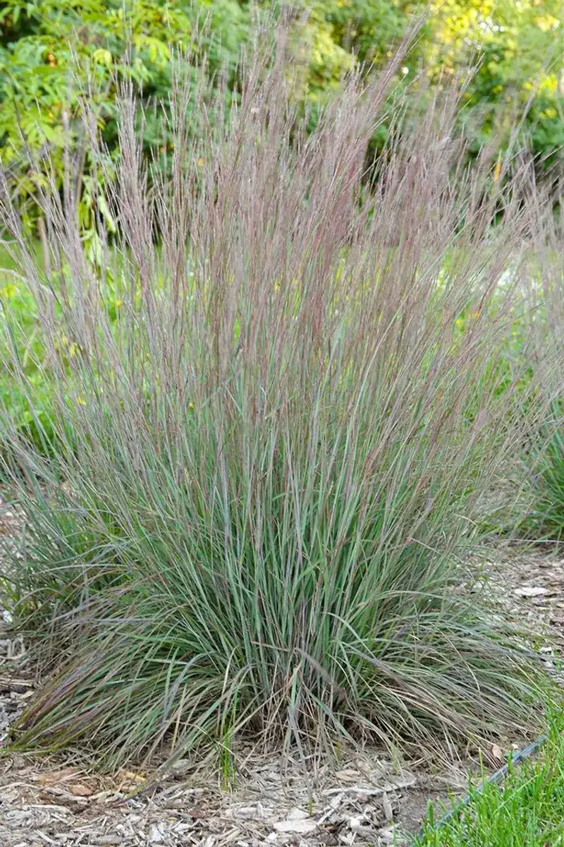 Little Bluestem Secures Open Ground
