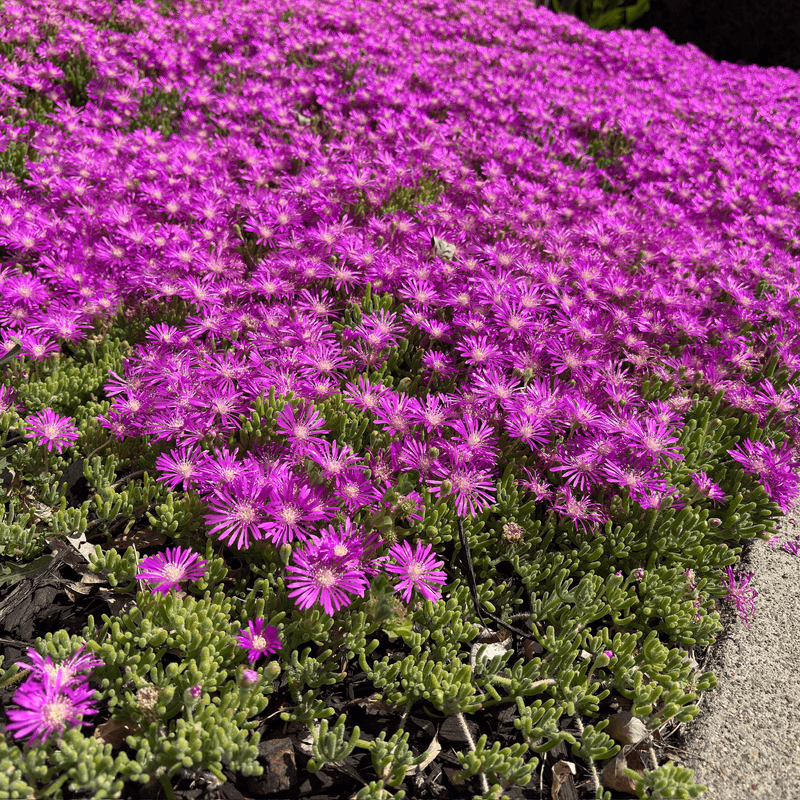 Hardy Ice Plant Spreads Dazzling Color From Spring To Frost
