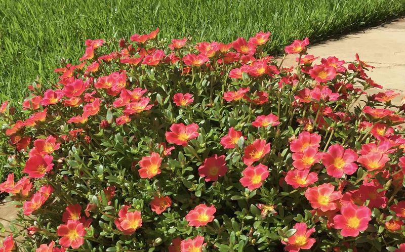 Why It Handles Hot, Sunny Conditions
