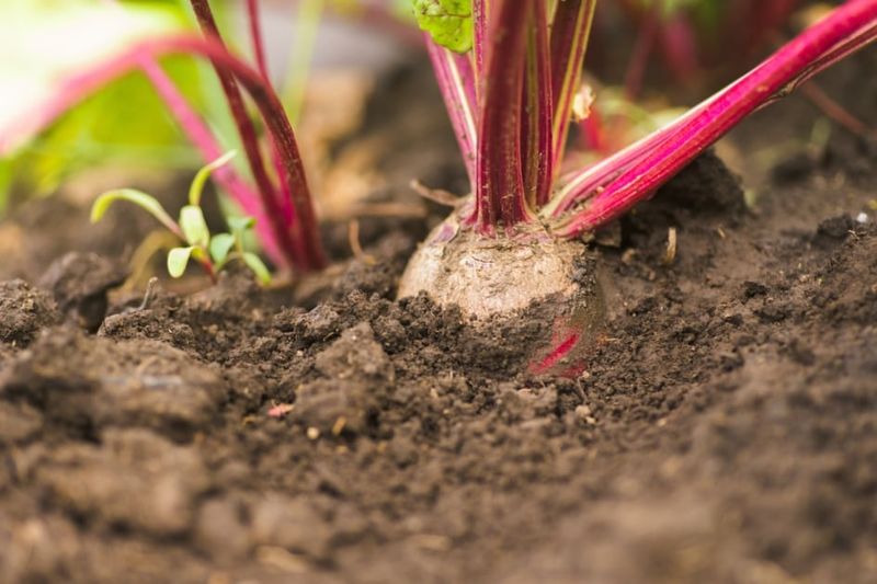 August Can Still Work for North Carolina Beets