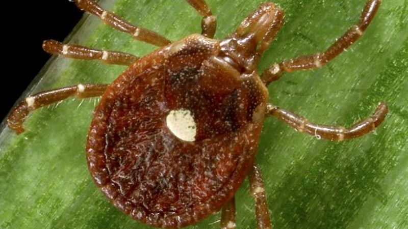 Your Tick Plan Needs Better Tools